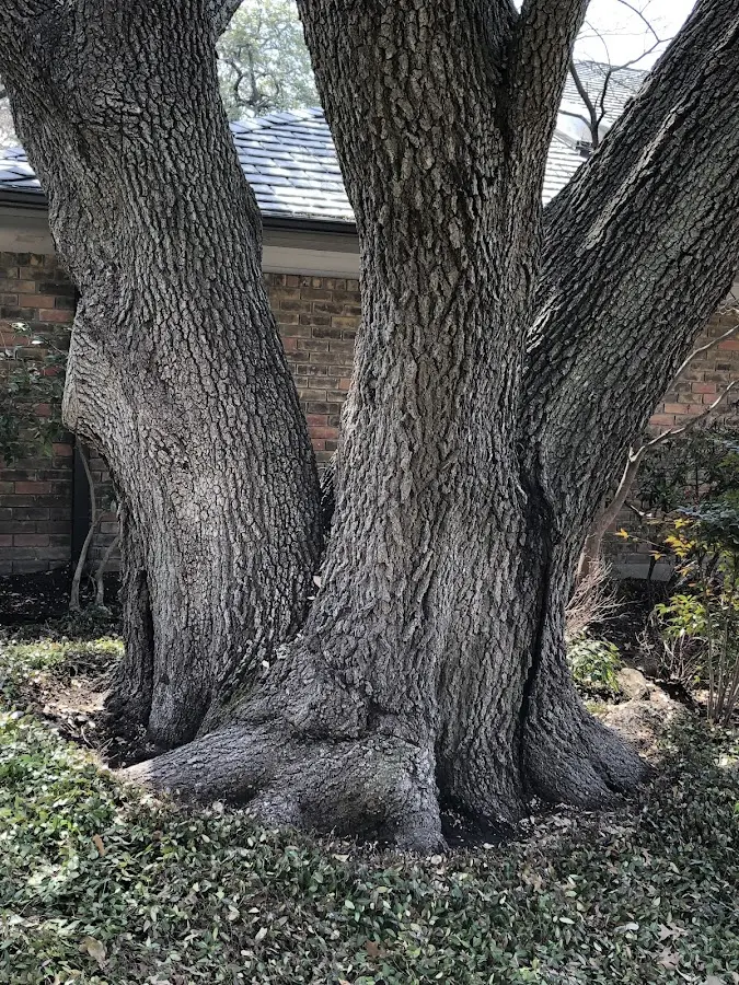 Mature heritage tree close to a Chester property cared for by certified arborists